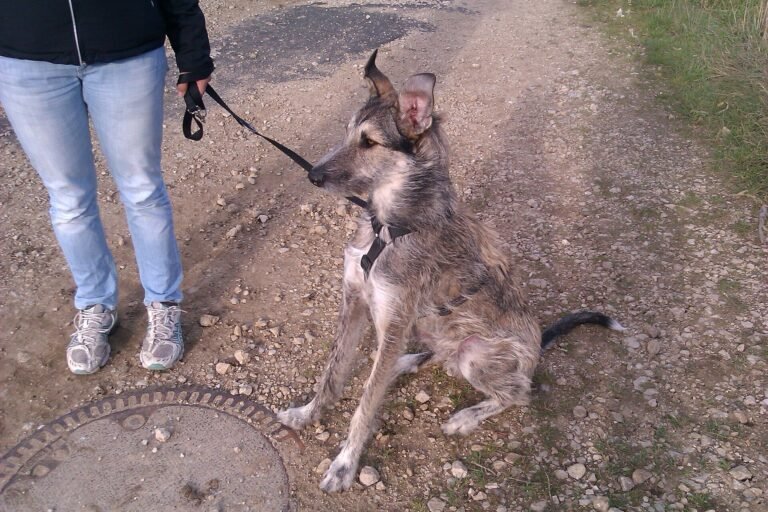 Mixed-breed dog wearing a walking harness