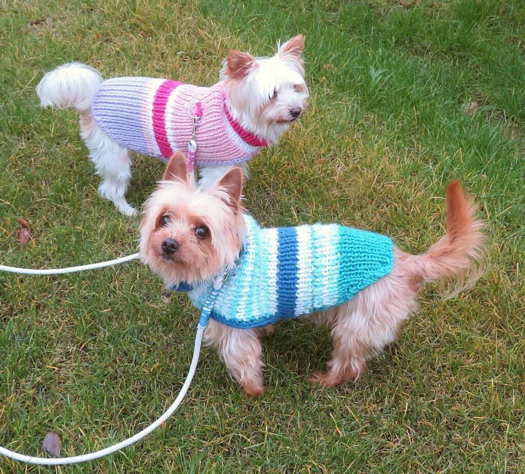 Two small terriers wearing knit striped sweaters on grass