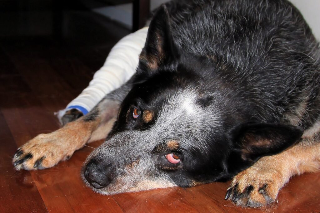Australian Cattle Dog lying on a wooden floor with a bandage on one leg