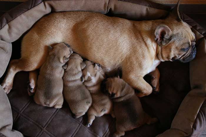 13 Dog Breeds Born Without a Tail - CityDogsLife