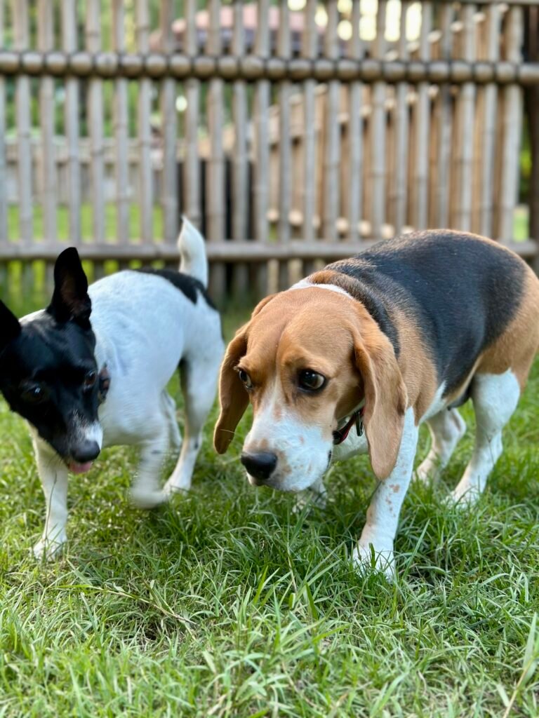 Dogs at an outdoor dog park