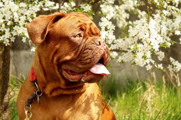 Dogue de Bordeaux Dog