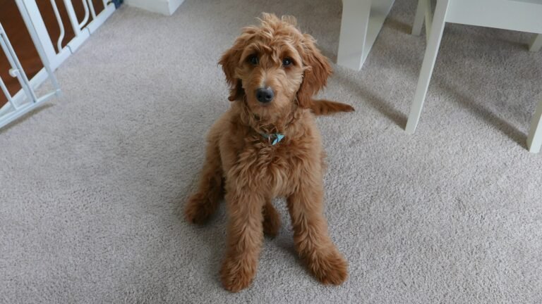 Apricot goldendoodle sitting on a carpet indoors