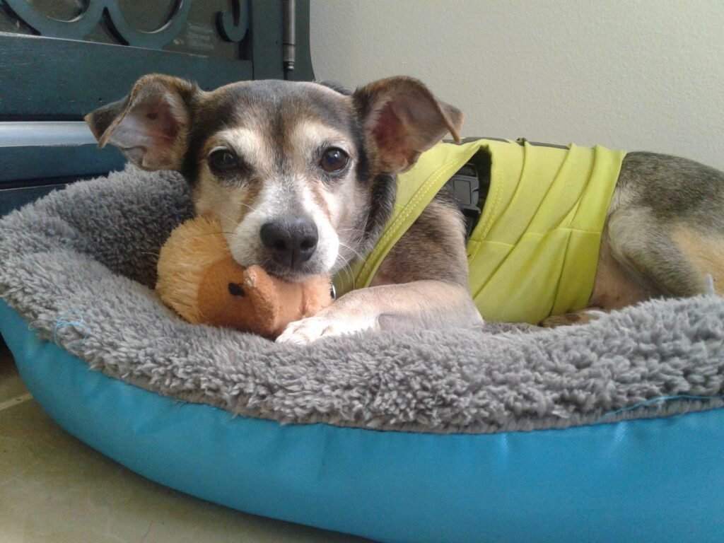 A small dog lying in a padded round bed with a chew toy in its mouth