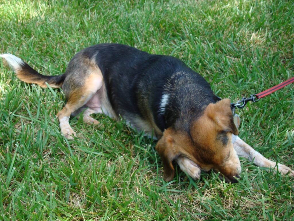 A dog on a leash rolling and scratching itself on the grass
