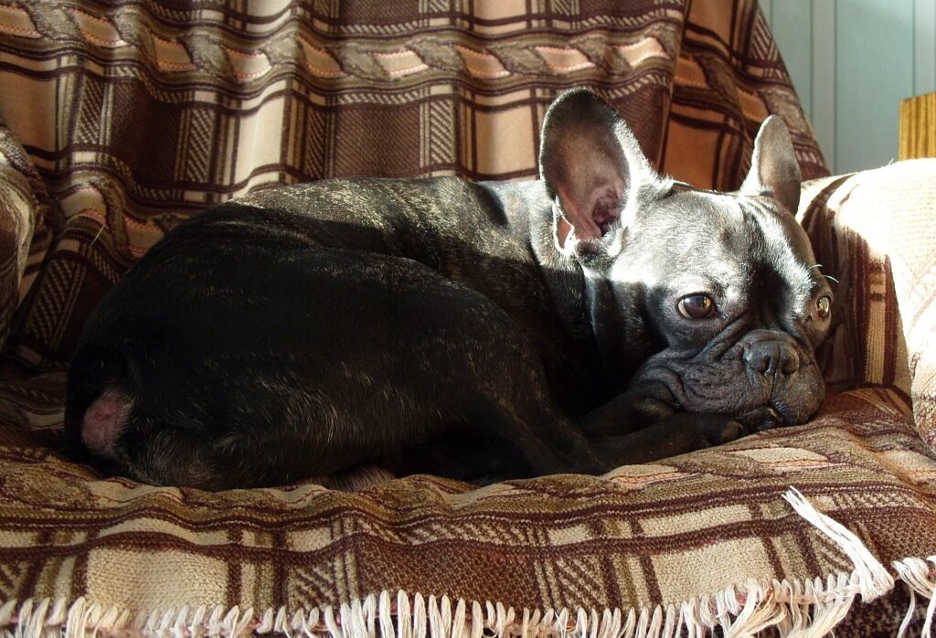 Brindle French bulldog
