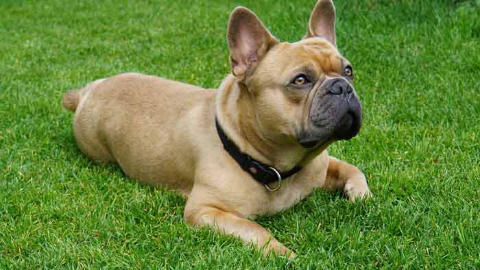 22 Pros and Cons of Owning a French Bulldog You Need To Know