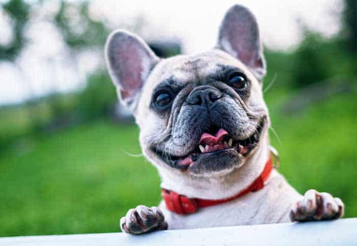 French Bulldog Temperament and Personality