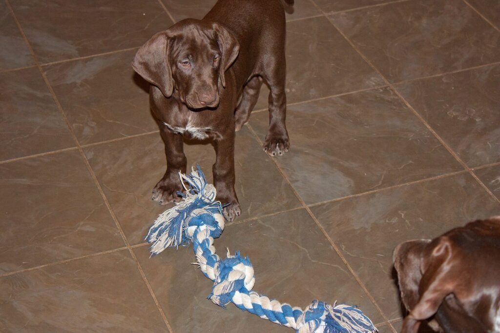 Two Labrador puppies playing with a rope toy on a tiled kitchen floor