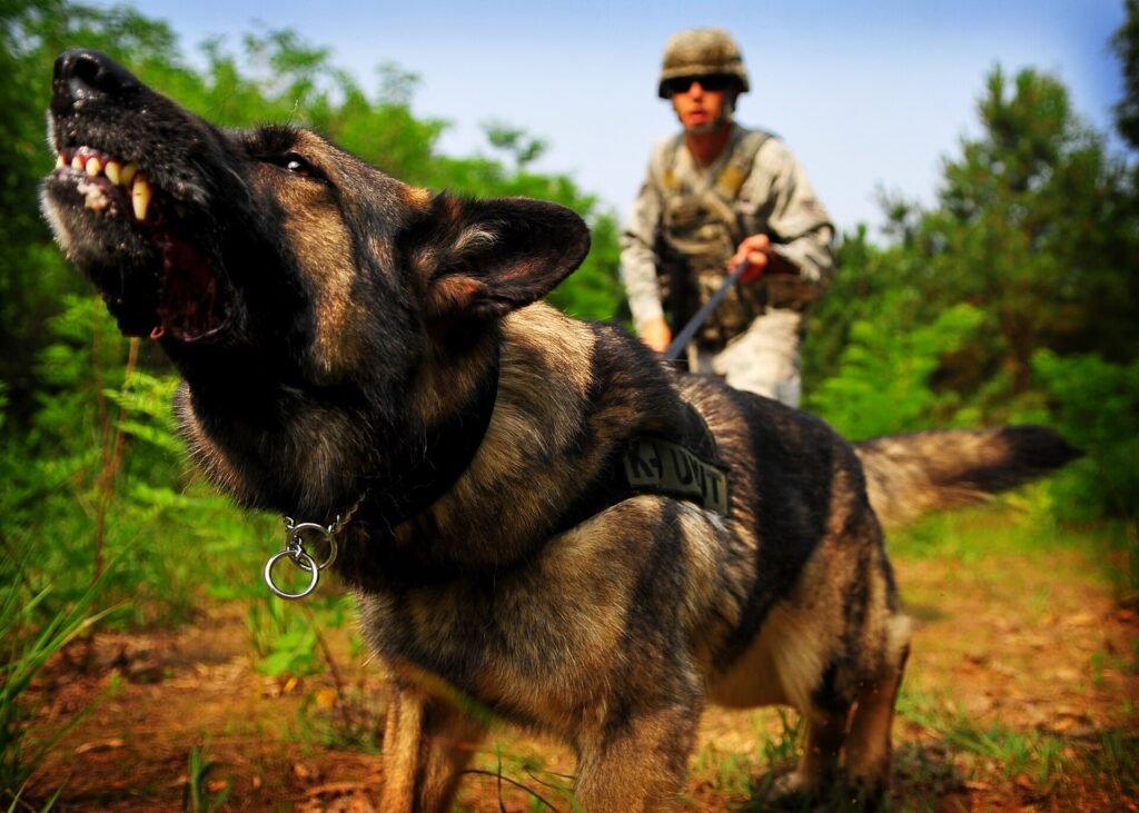 German shepherd barking on command