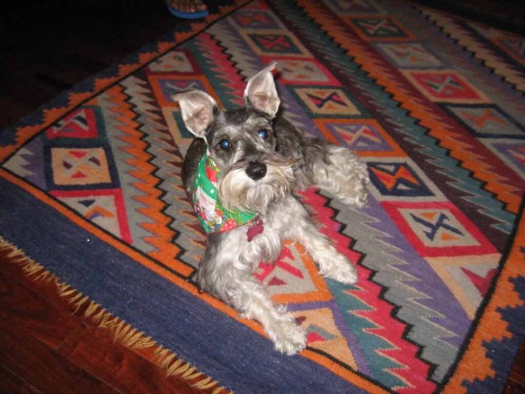 A miniature schnauzer standing on a patterned rug in a living room