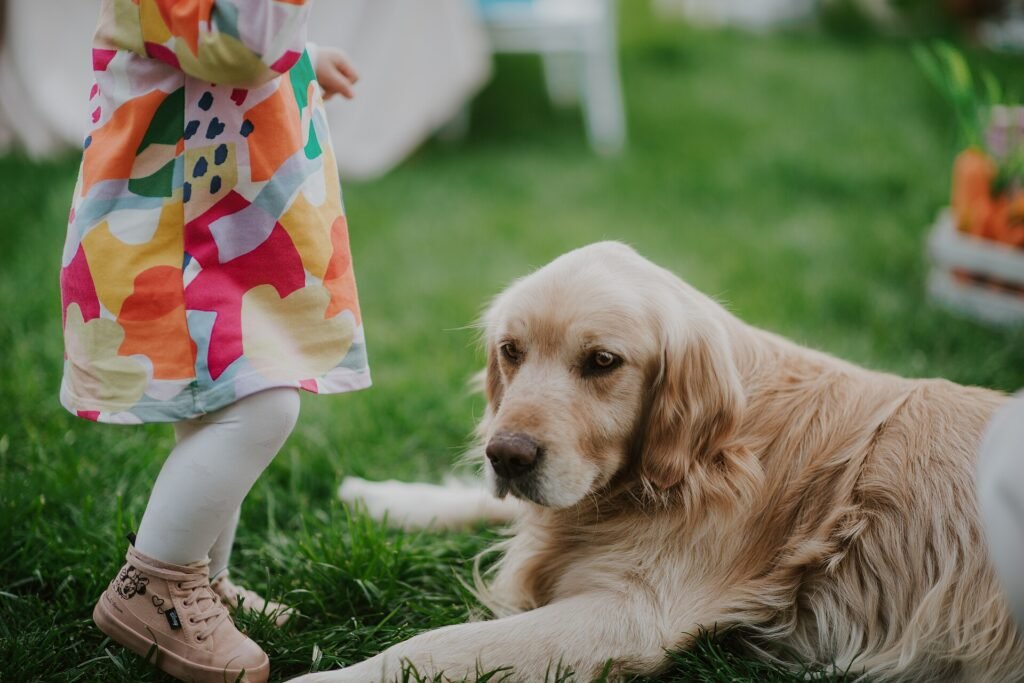 Young child playing next to a golden retriever on the grass