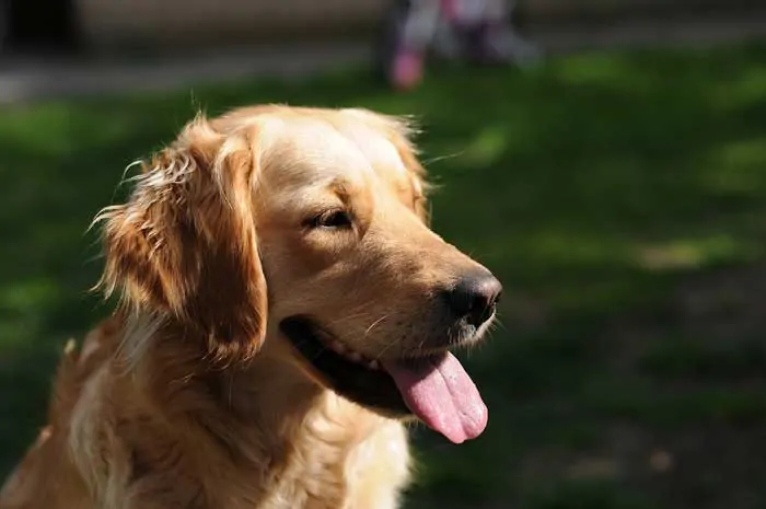 Golden Retriever