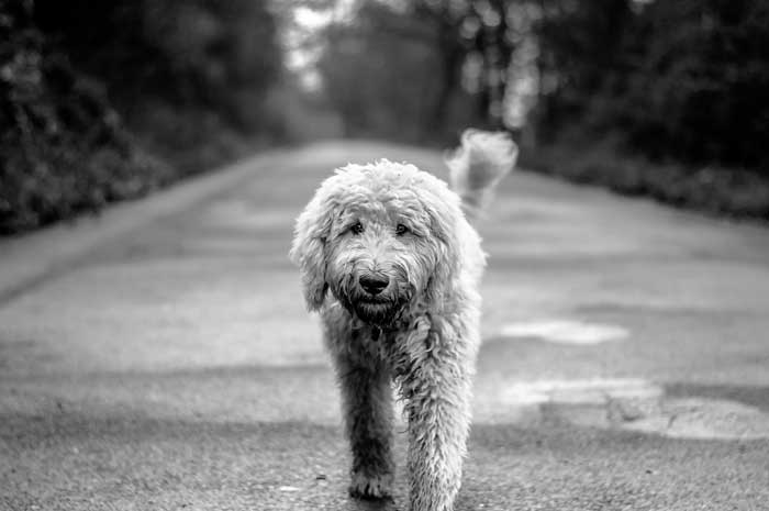 goldendoodle exercise