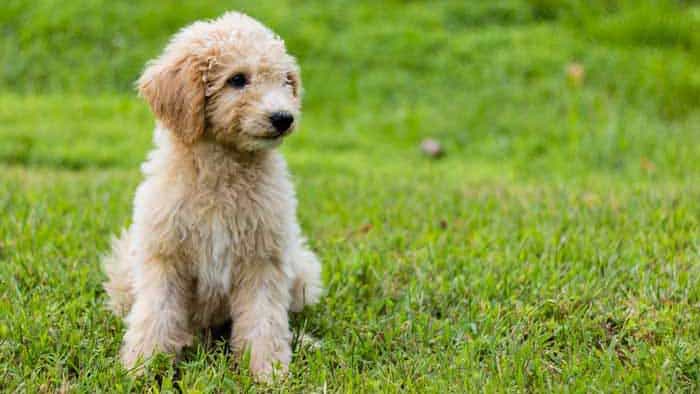 Goldendoodle Pros and Cons