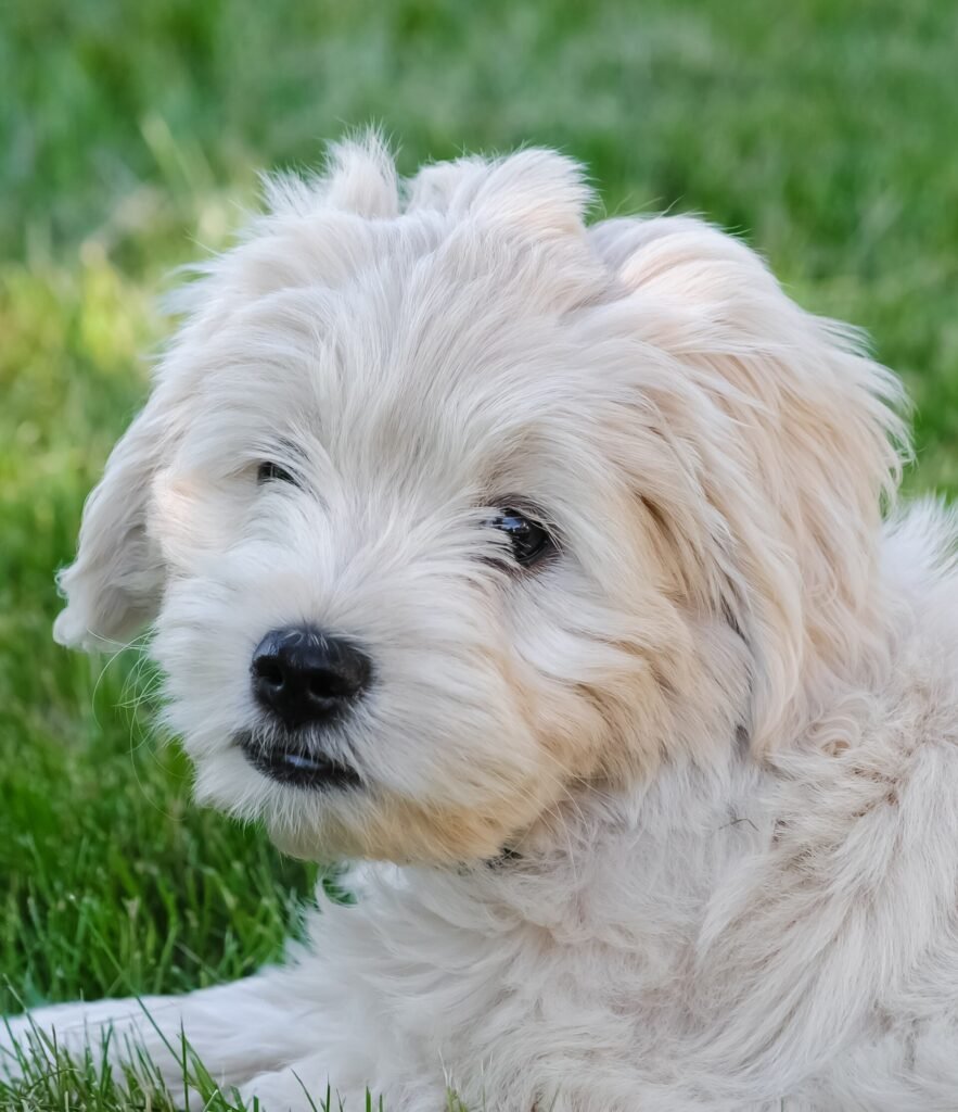 Cream coloured Goldendoodle puppy lying on a lawn
