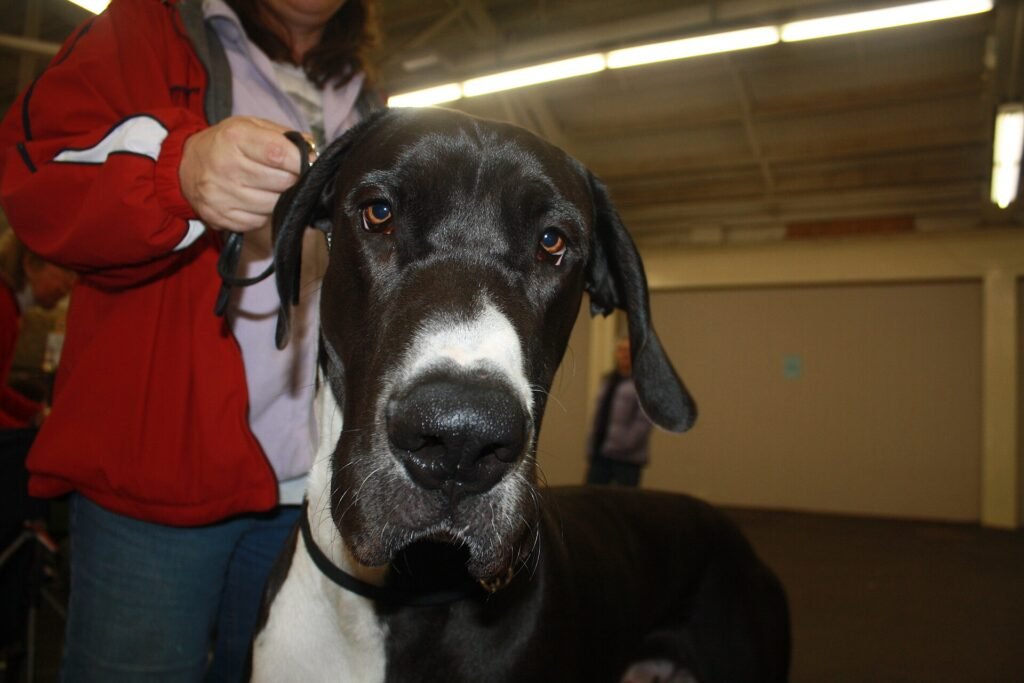 Mantle Great Dane standing outdoors