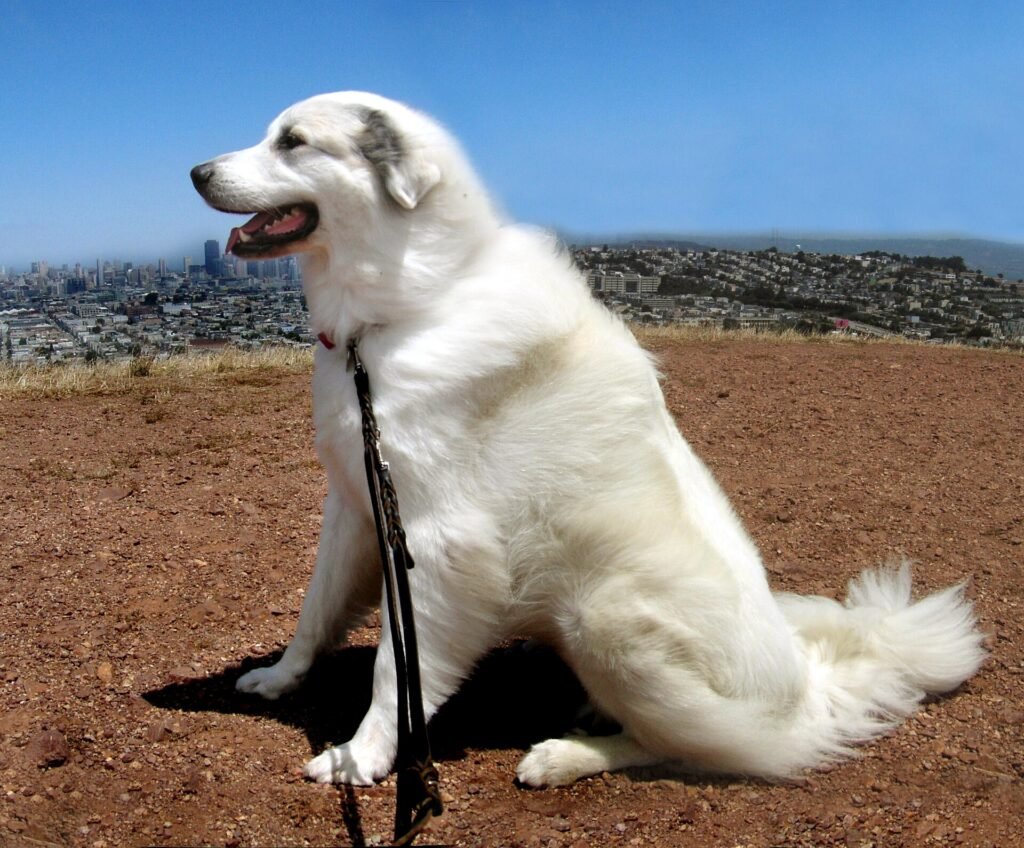 Great Pyrenees sitting outdoors