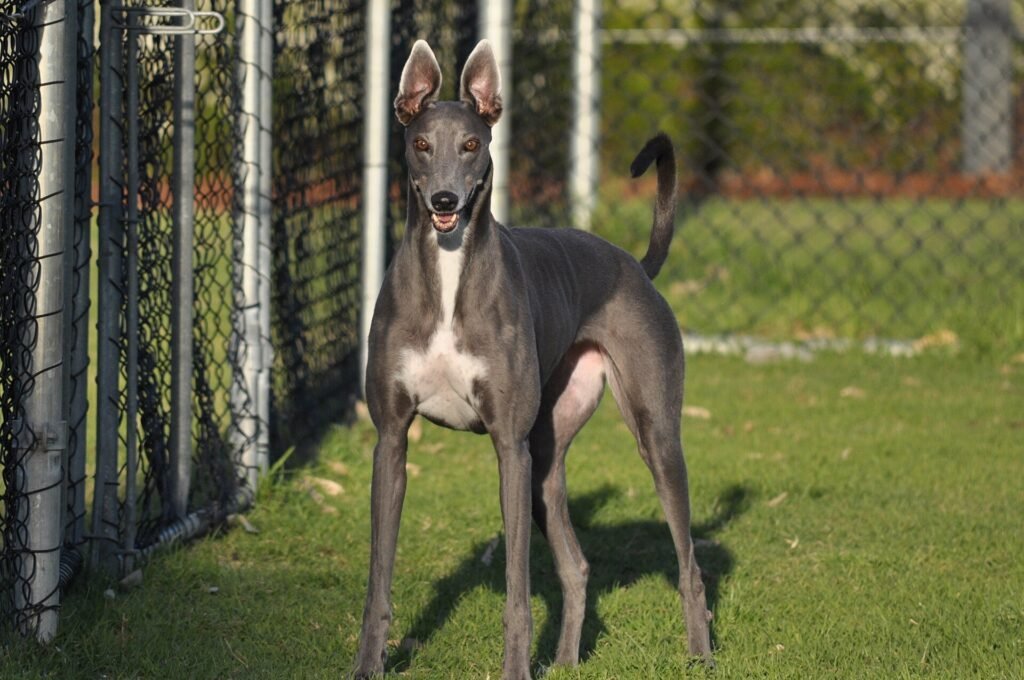 Blue greyhound standing at a dog park