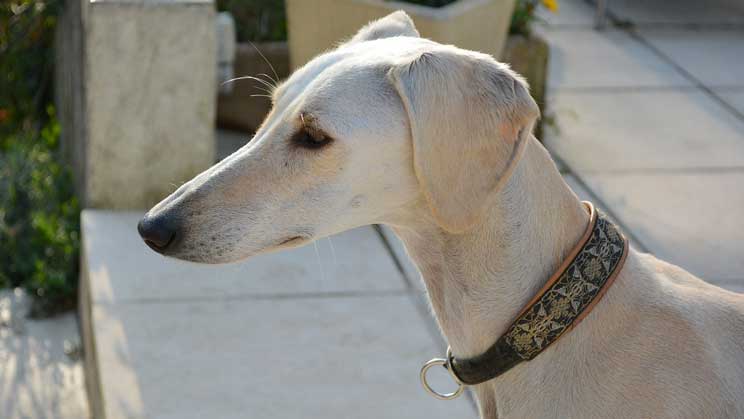 greyhound family dog