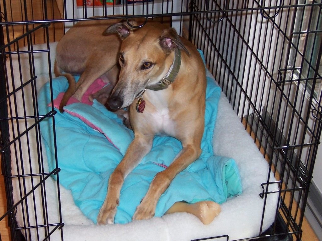 Greyhound lying calmly in a wire dog crate