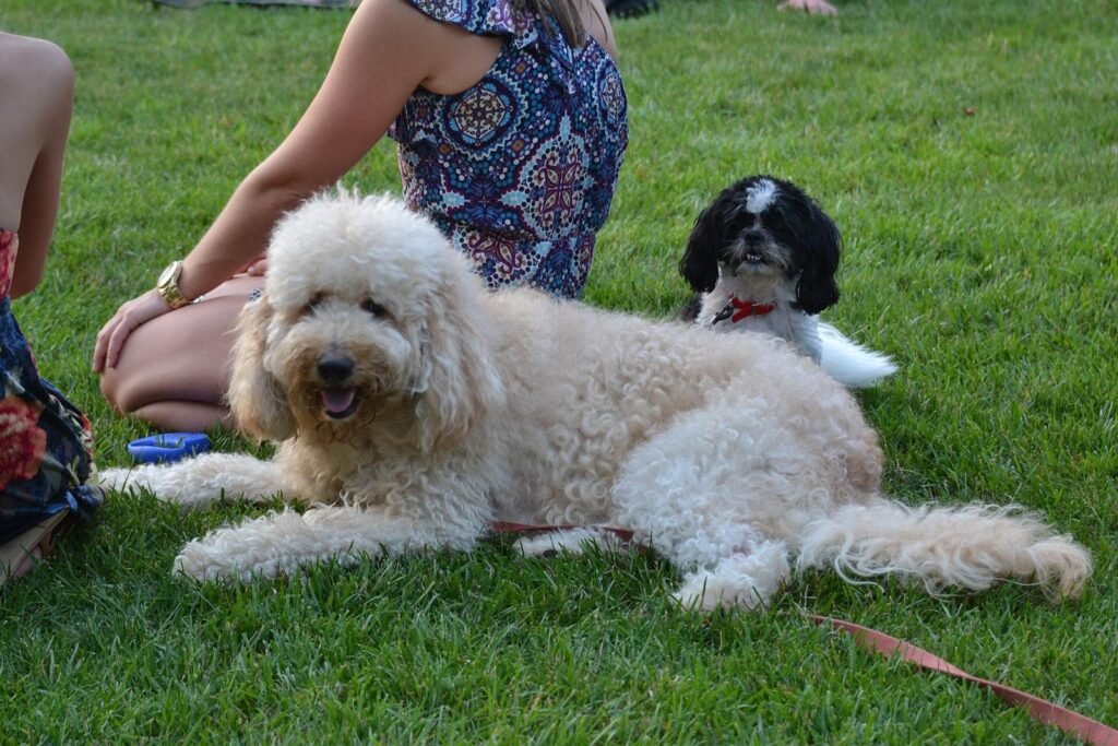 A woman kneeling on the grass, stroking a large white poodle lying beside her