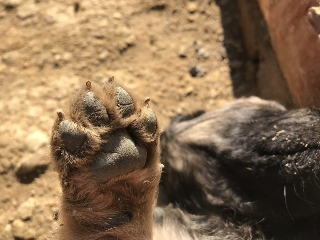 Close-up of a dog paw caked with dry mud, pads and claws visible