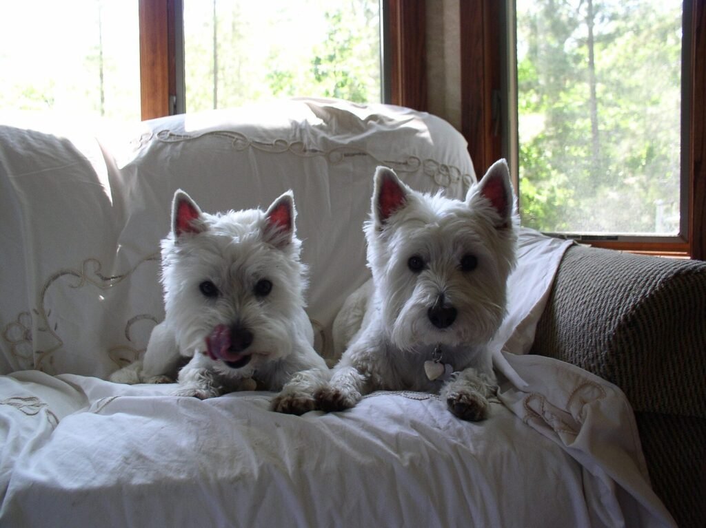 Two West Highland white terriers sitting together on a sofa near a window