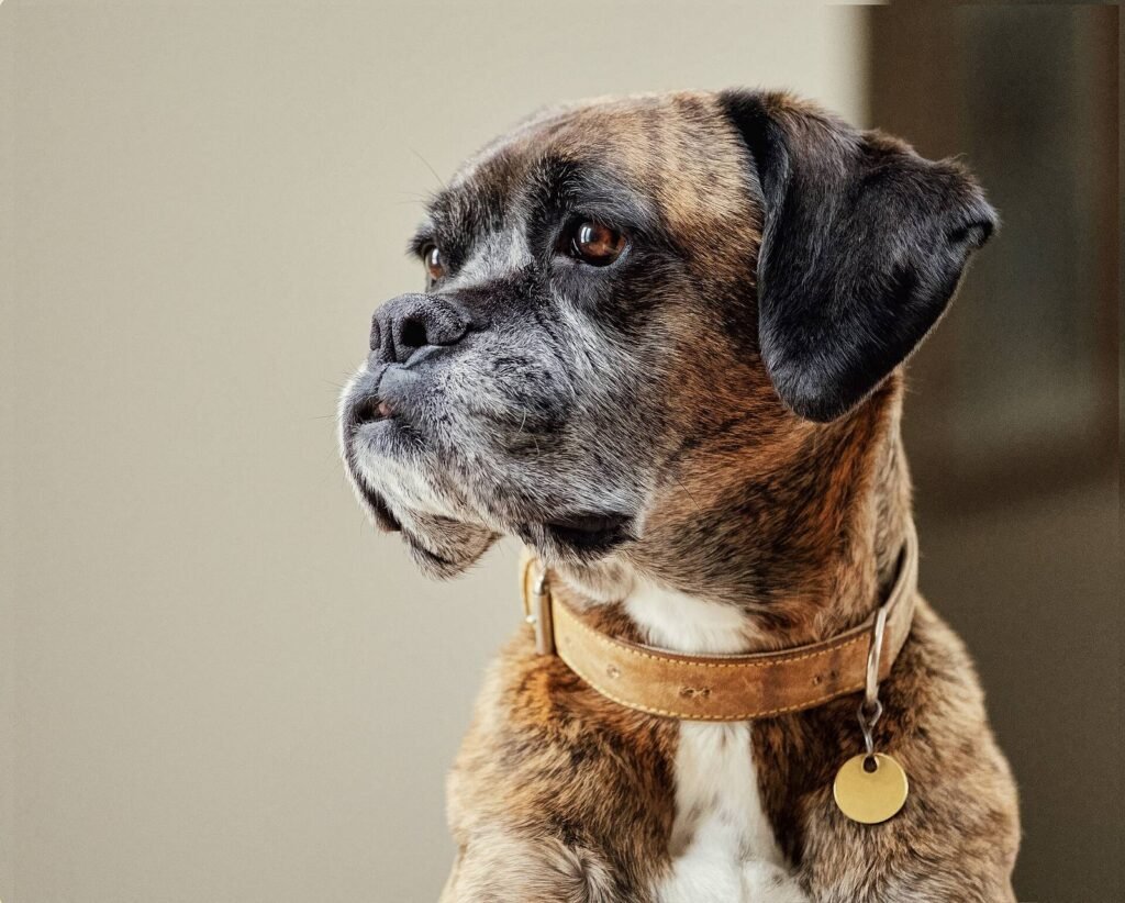 Portrait of an older dog with a greying muzzle