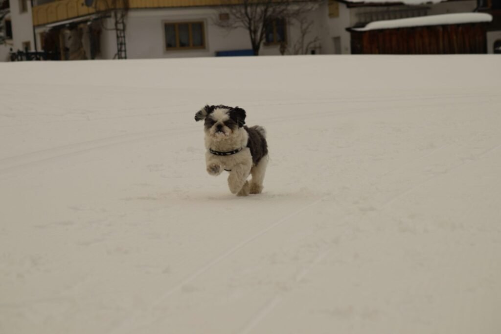 A small dog walking across a snow-covered city pavement in winter