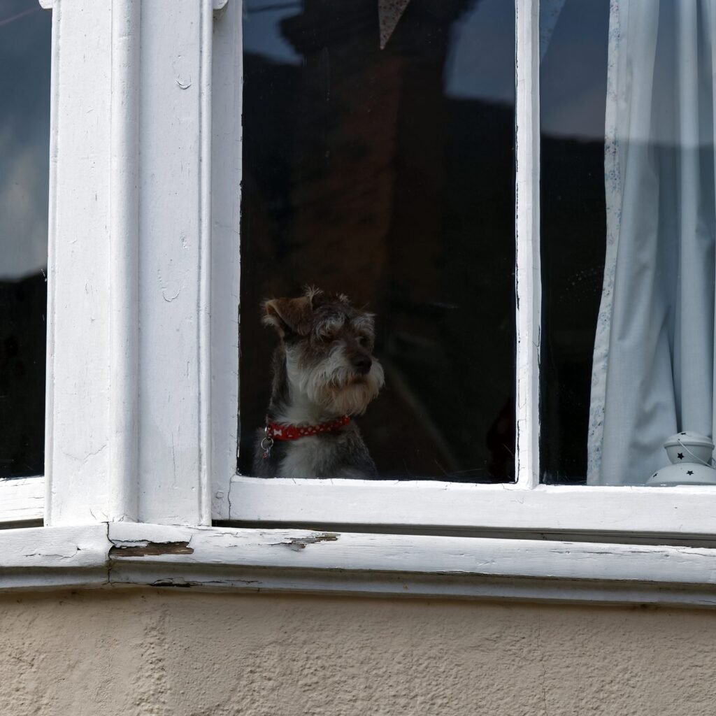 A terrier standing at the open window of a house, watching the street