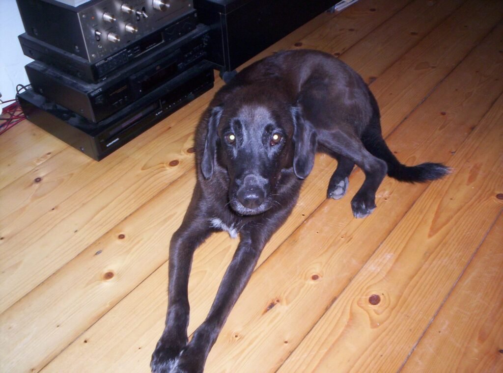 A black dog lying down with its front paws stretched out in front of it