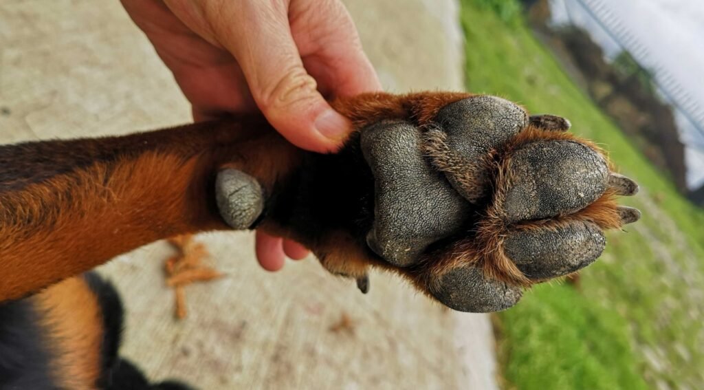 A person holding a dog's front paw, showing the pads and claws