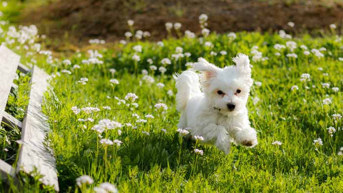 Best Hypoallergenic Dogs for Families