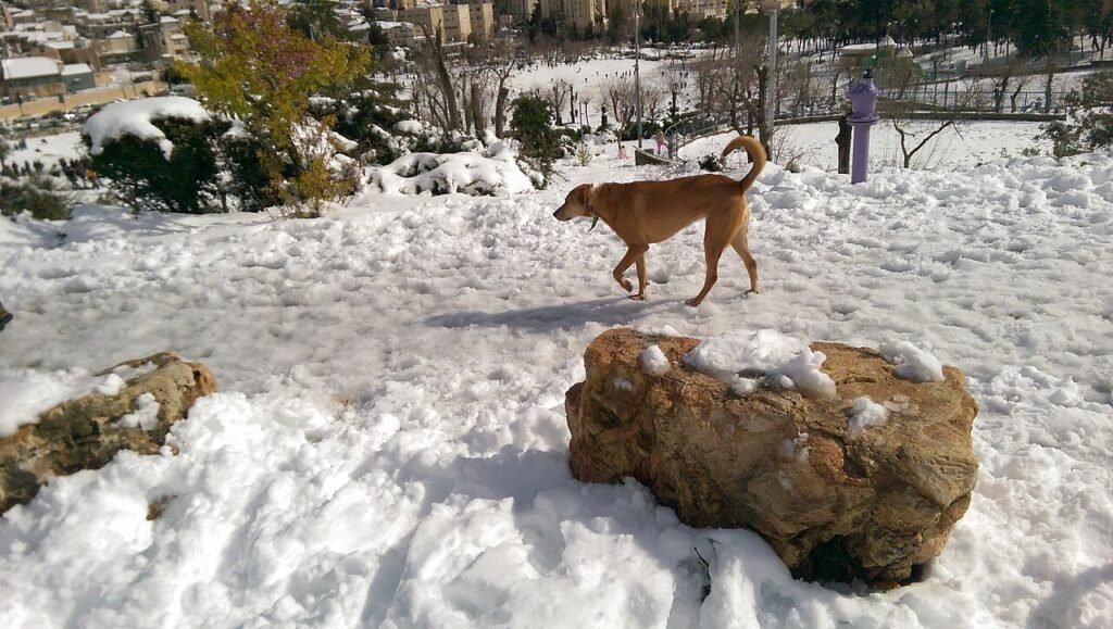 A tan dog walks across a snow-covered park lawn with a rock in the foreground