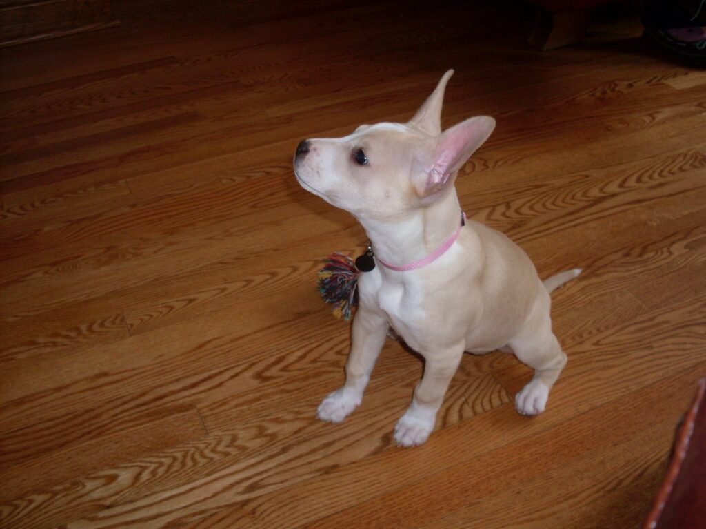 A small white dog sitting on a wooden floor indoors, seen from the side