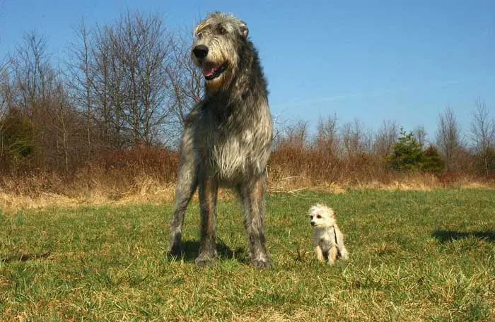 Irish Wolfhound﻿