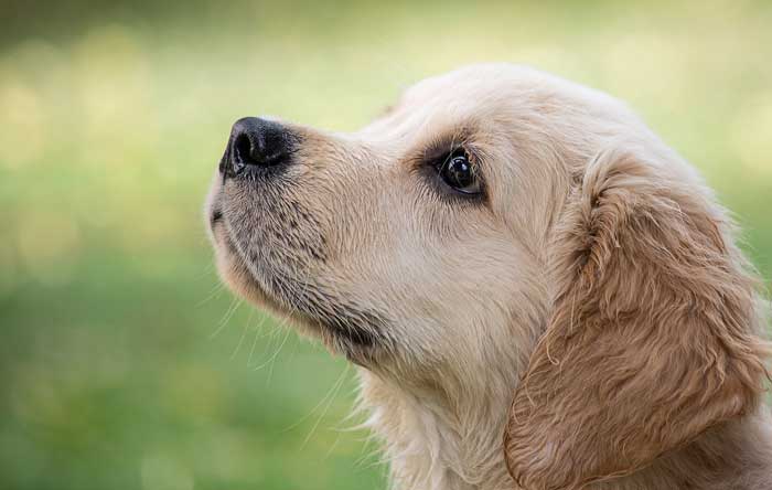 Is a Golden Retriever a good first dog?