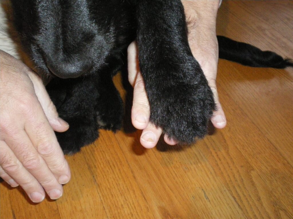 Two hands checking a dog paw pad on an indoor wooden floor
