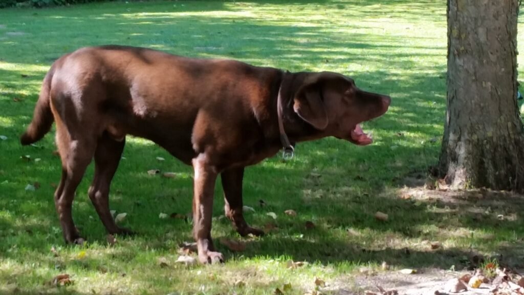 Chocolate Labrador standing on grass in a park with its mouth open, barking