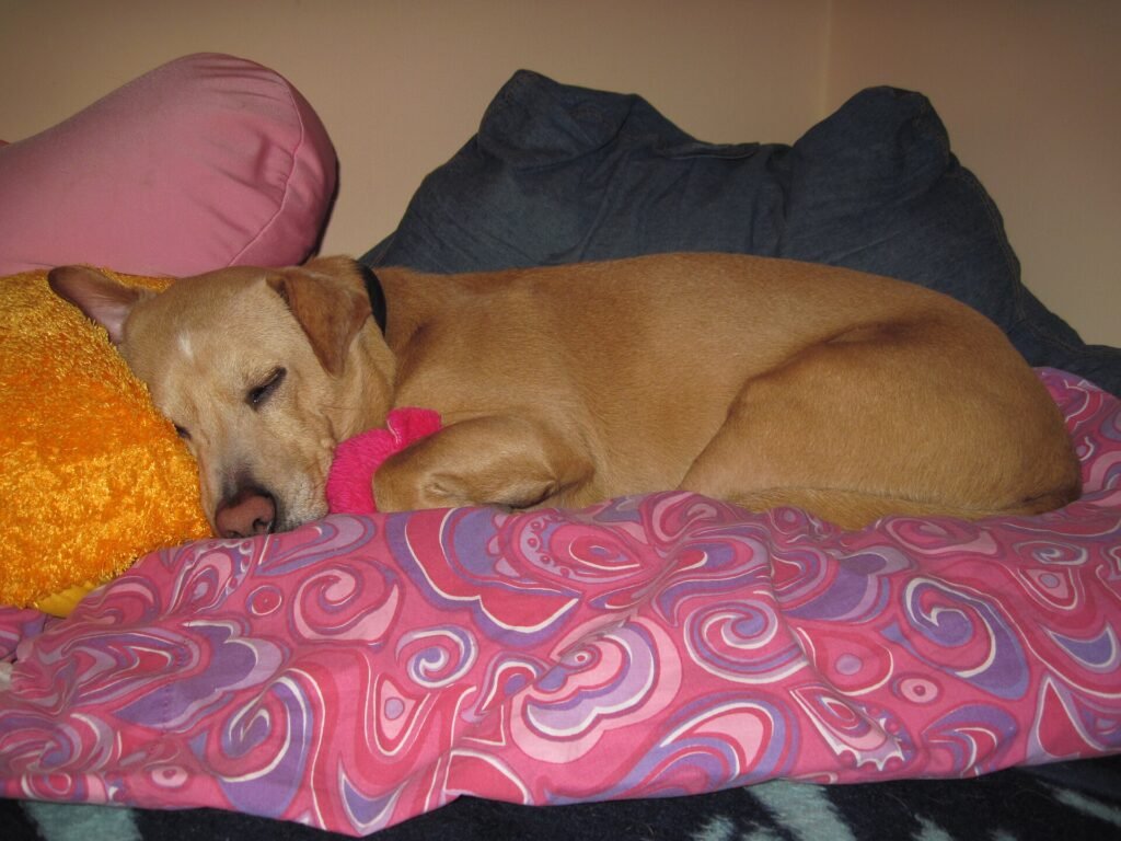 Labrador retriever asleep on a pile of soft pillows