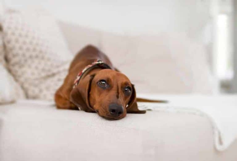 21 Best Lazy Dog Breeds for Apartment Living CityDogsLife