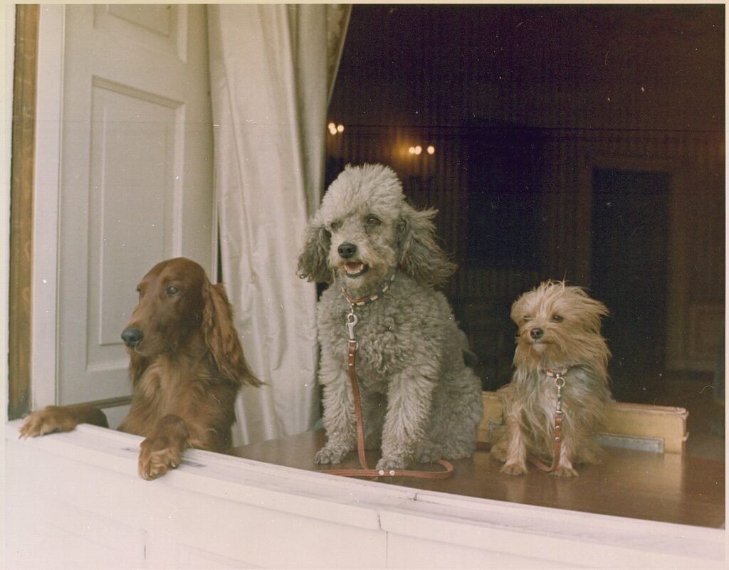 Three dogs standing at a window, looking out at the garden