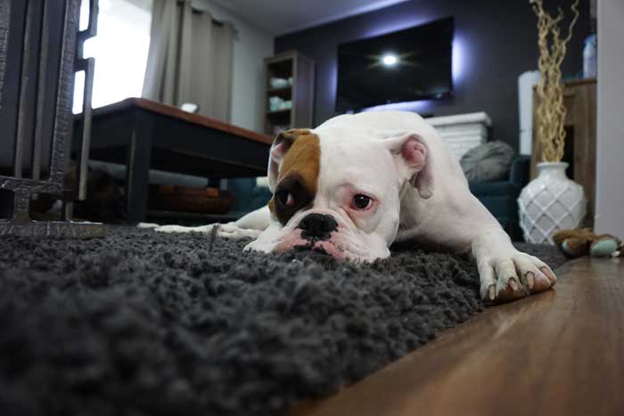 best medium sized dog breeds for apartment living