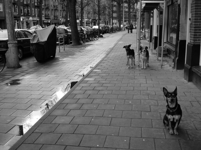 Black-and-white photo of a city sidewalk with a sitting dog and two dogs on leashes
