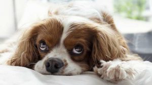 Why Does My Dog Sleep Under My Bed?