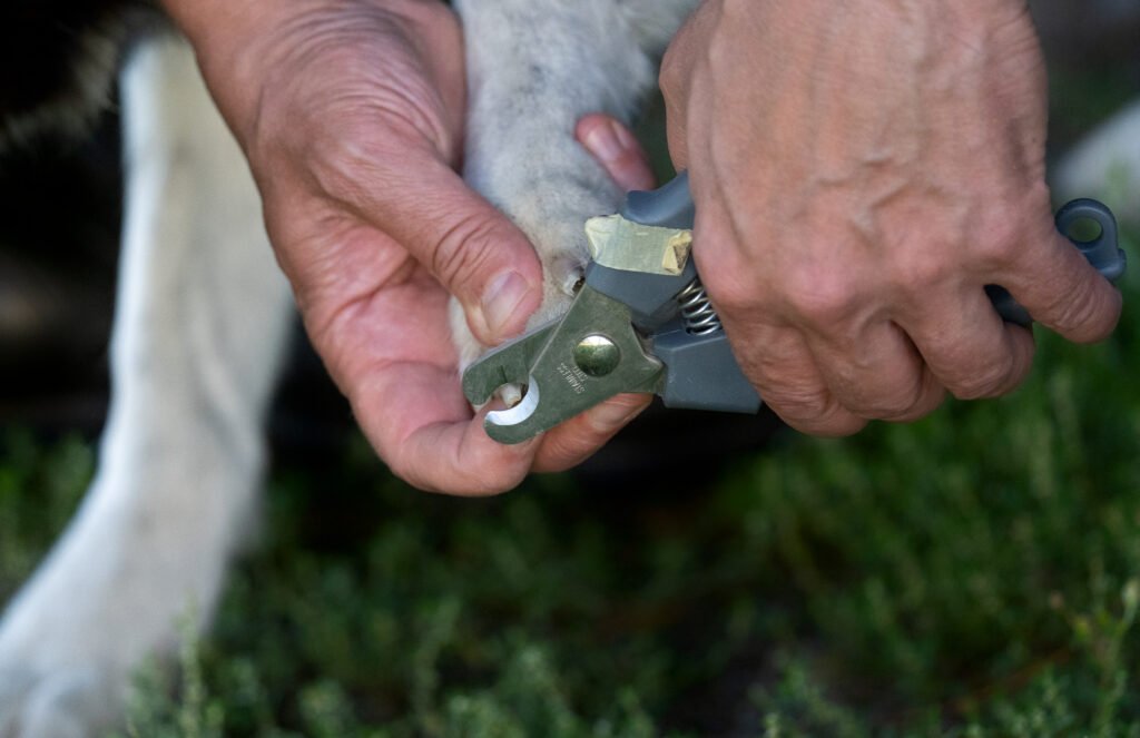 Close-up of hands trimming a dog paw nail with clippers