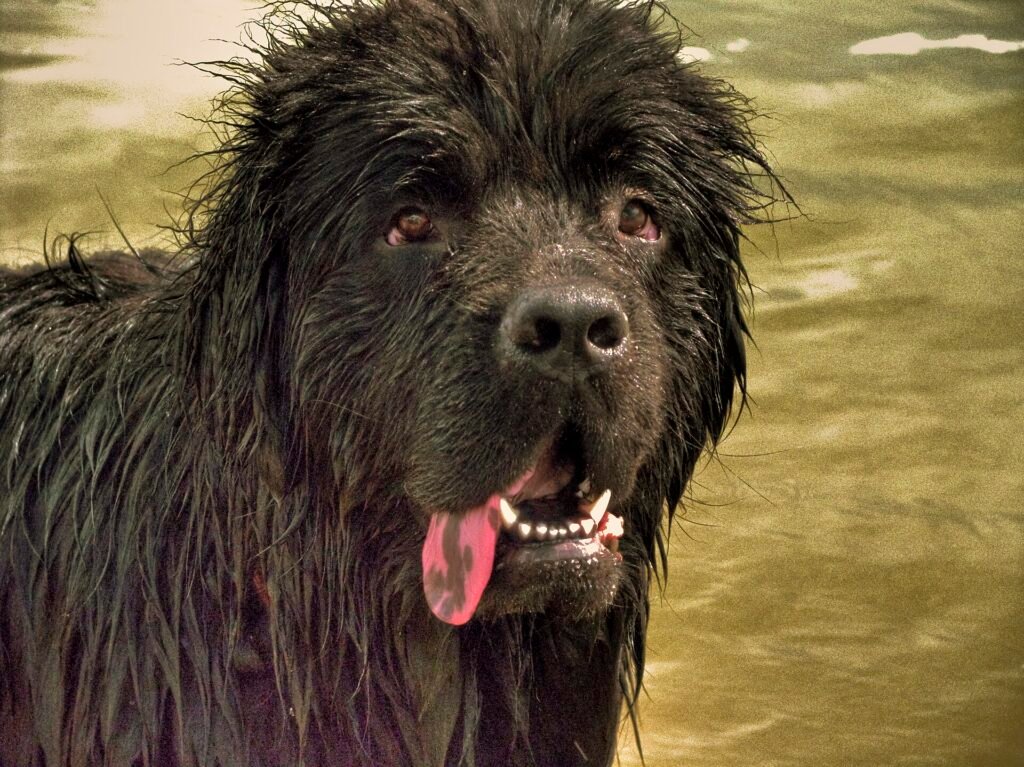 Close-up of a black Newfoundland with a wet coat and its mouth open