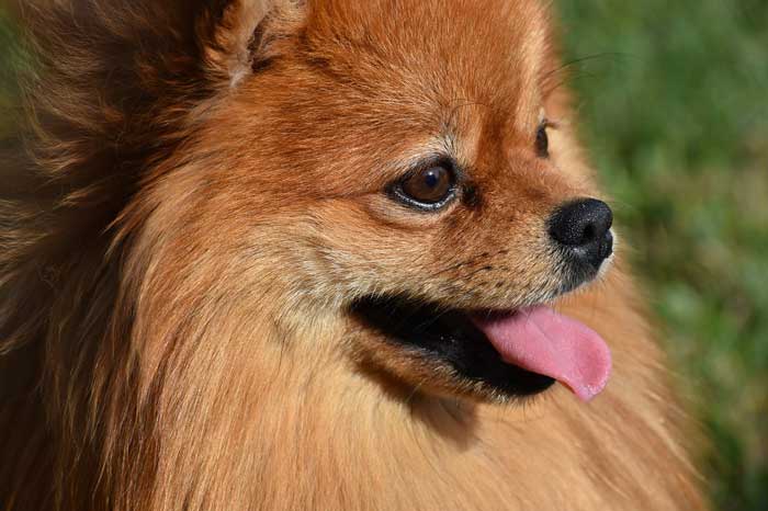 Pomeranian personality