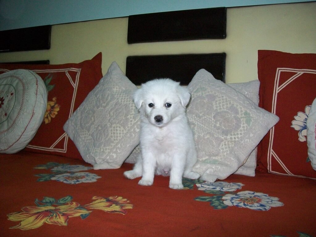 White Pomeranian puppy standing on a bed between cushions